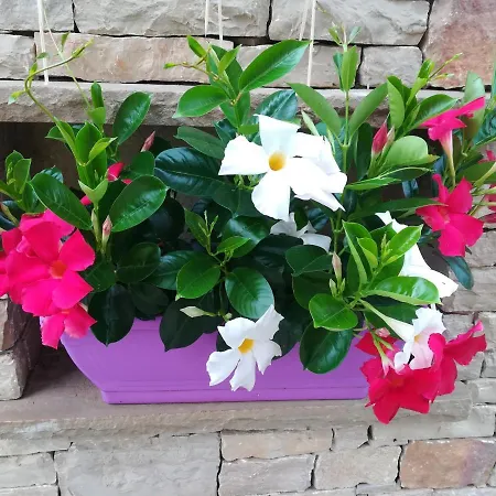 Casa Viola * Sant'Antonio Tortal