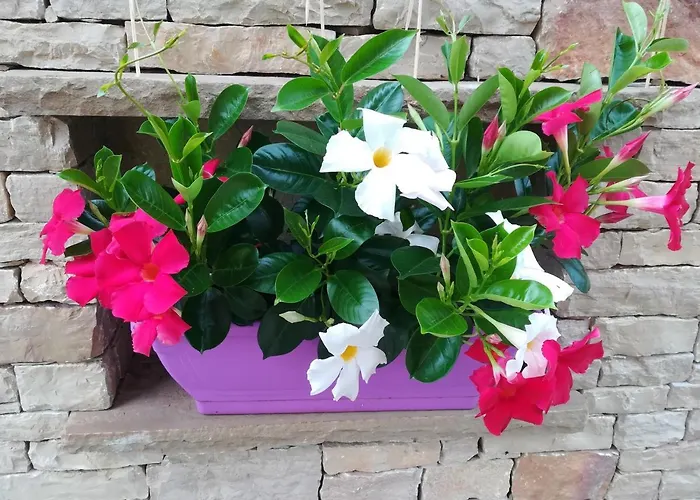 Casa Viola * Sant'Antonio Tortal